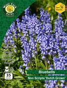 Bluebells Non Scripta10 Bulbs image
