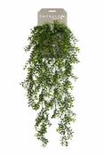 Boxwood Hanging Bush 75cm