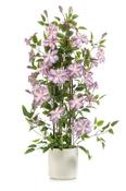 Clematis Pyramid Purple In Pot 120cm