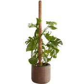 Cocomoss Pole 120 Cm