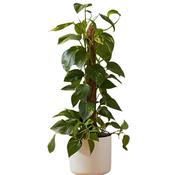 Cocomoss Pole 90 Cm