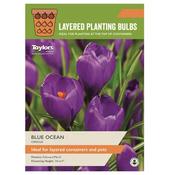 Crocus Blue Ocean 5-7 image