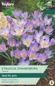 Crocus Etruscus Zwanenburg 5-7 P/P image