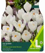Crocus Ice Queen 5+ Xl image