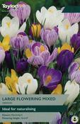 Crocus Large Flowering Mixed XL