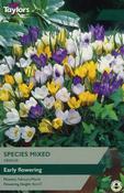 Crocus Mixed Species XL image