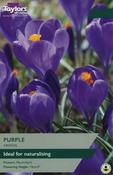 Crocus Purple 7-8 image