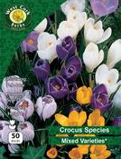 Crocus species 'Mixed