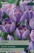 Crocus Striped 7-8 image
