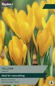 Crocus Yellow 7-8 image