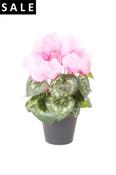 Cyclamen Bush 25cm Pink In Plastic Pot 10cm image