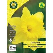 Daffodil 'Dutch Master' 25kg Net