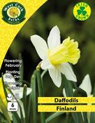 Daffodil Finland 6 Bulbs