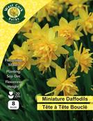 Daffodil Tete A Tete Bouclé 8 Bulbs image