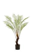 Dicksonia Fern On Trunk X15 125cm