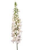 Digitalis Spray Cream 120cm