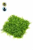 Fern/Juniperus Mix Mat Green 500cm 100x100m