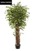 Ficus Benjamina Liana Deluxe 205cm/2860lvs