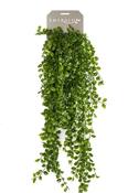 Ficus Pumila Hanging Bush Uv 80cm image
