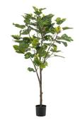 Fig Tree 145cm image