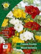 Freesia Double Mixed 50 Bulbs image