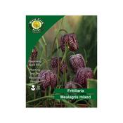 Fritillaria Meleagris Mixed 35 Bulbs Pack
