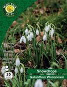 Galanthus Woronowii 35 Bulbs image