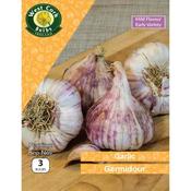 Garlic Germidour 3 Bulbs image