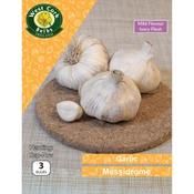 Garlic Messidrome 3 Bulbs image