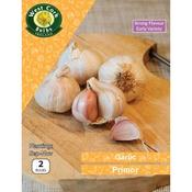 Garlic Primor 2 Bulbs image