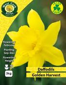 Golden Harvest Daffodils 3kg
