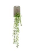 Hoya Hanging Bush 90cm image