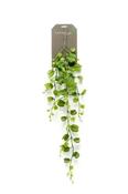 Hoya Kerrii Hanging Bush 90cm image