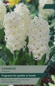 Hyacinth Carnegie image