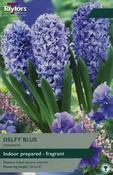 Hyacinth Delft Blue image