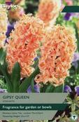 Hyacinth Gipsy Queen image