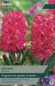 Hyacinth Jan Bos image