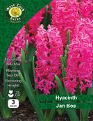 Hyacinth Jan Bos 3 Bulbs