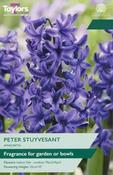 Hyacinth Peter Stuyvesant image