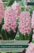 Hyacinth Pink Elephant