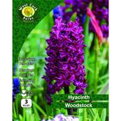 Hyacinth Woodstock 16-17 image
