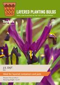 Layer Planting Iris Reticulata J.S. Dijt 5-
