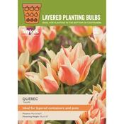 Layer Planting Tulip Quebec