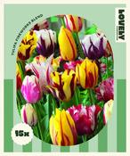 Lovely Combinations Fireworks Tulip Bulbs image