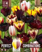 Lovely Combinations Mystic Blend Tulip Bulbs image