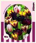 Lovely Combinations Mystic Blend Tulip Bulbs image