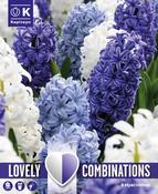 Lovely Combinations Ocean Hyacinth Bulbs image