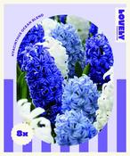 Lovely Combinations Ocean Hyacinth Bulbs image