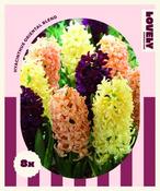 Lovely Combinations Oriental Hyacinth Bulbs Mix image