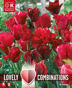 Lovely Combinations Red Shades Tulip Bulbs image